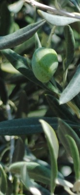 Olea Europea